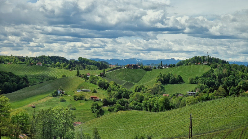 Rolling green vineyard hills of Südsteiermark in April, slopes stacked to the horizon.