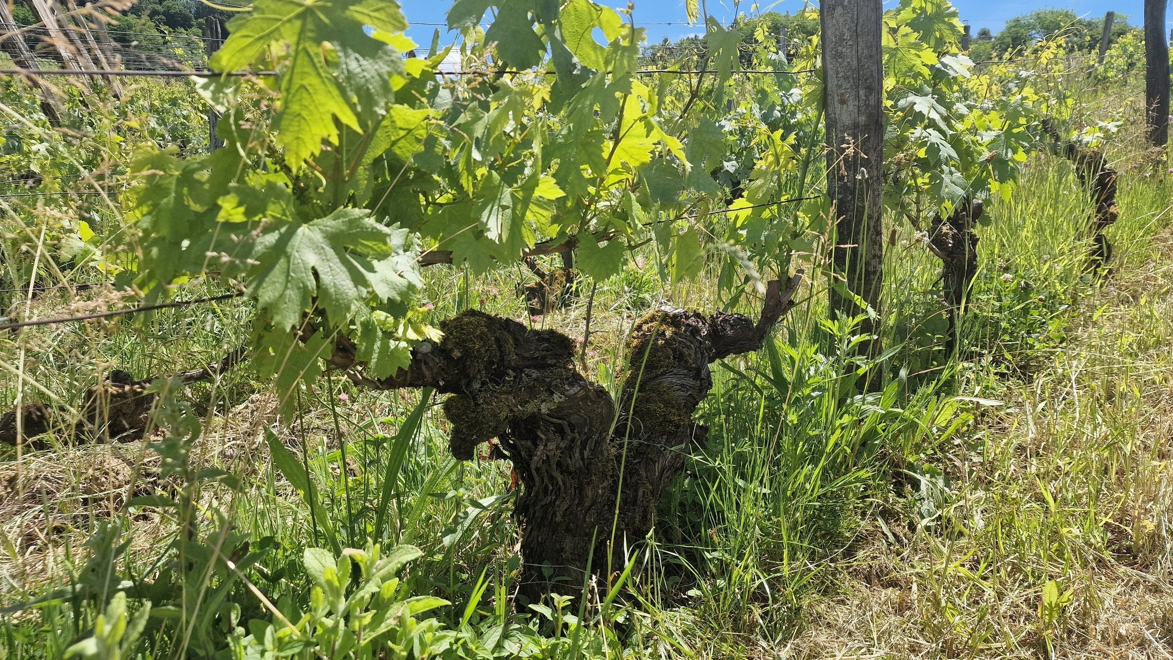 A gnarled old vine with a thick, twisted trunk and green canopy in Arbois, Jura, France.