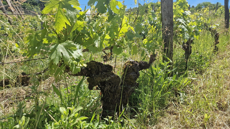 A gnarled old vine with a thick, twisted trunk and green canopy in Arbois, Jura, France.