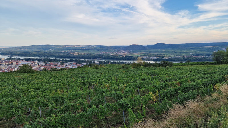 Golden-hour vineyard rows on the Kremstal terraces opening toward the Krems valley and the Danube at sunset.