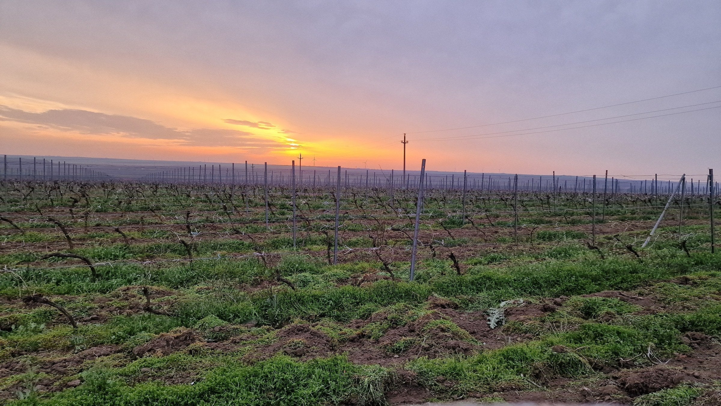 The Murfatlar limestone terraces at sunset, low vine-covered hills on the Dobrogea plateau between the Danube and the Black Sea.