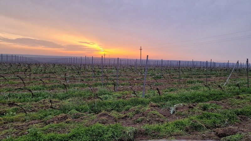 The Murfatlar limestone terraces at sunset, low vine-covered hills on the Dobrogea plateau between the Danube and the Black Sea.
