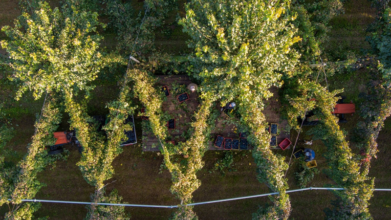 Aerial view of a Bellussera vineyard at harvest on the Piave plain, vines fanned diagonally between support trees while pickers work the rows below.