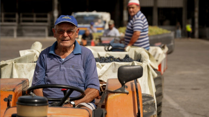 An elderly Cantina Tollo member in a blue cap drives an orange tractor across the winery yard, towing trailers heaped with just-picked black grapes, a second grower riding the trailer behind him. Courtesy of Cantina Tollo, via @cantina.tollo.