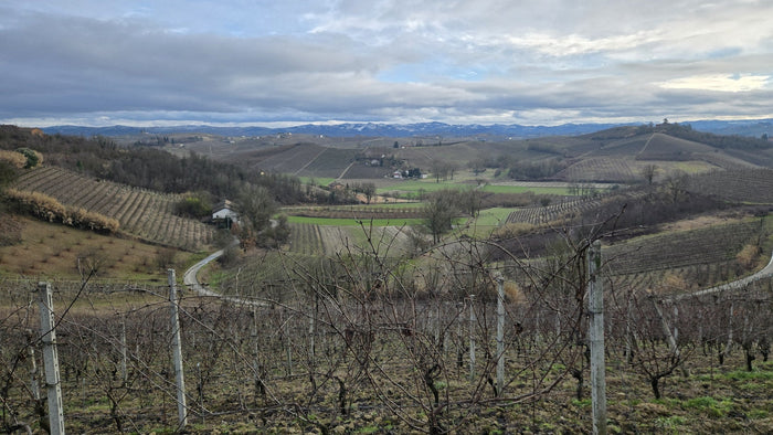 Rolling vineyard hills of Monferrato and Roero north of Alba in Piemonte, the quieter start to a wine road trip before Barolo