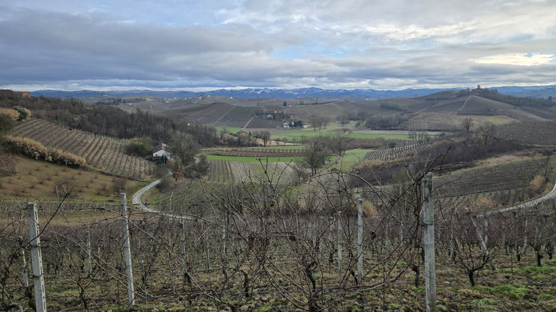 Rolling vineyard hills of Monferrato and Roero north of Alba in Piemonte, the quieter start to a wine road trip before Barolo
