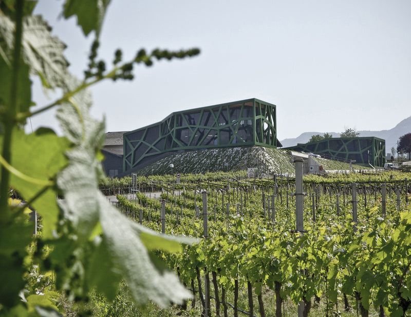 The green lattice facade of the Cantina Tramin winery rising above spring vineyards in Tramin, Alto Adige, photo Rickard Kust