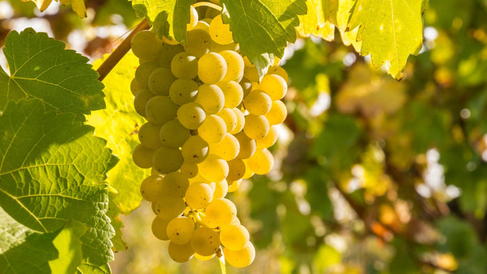 Golden Chardonnay grape cluster glowing in the sun between green vine leaves