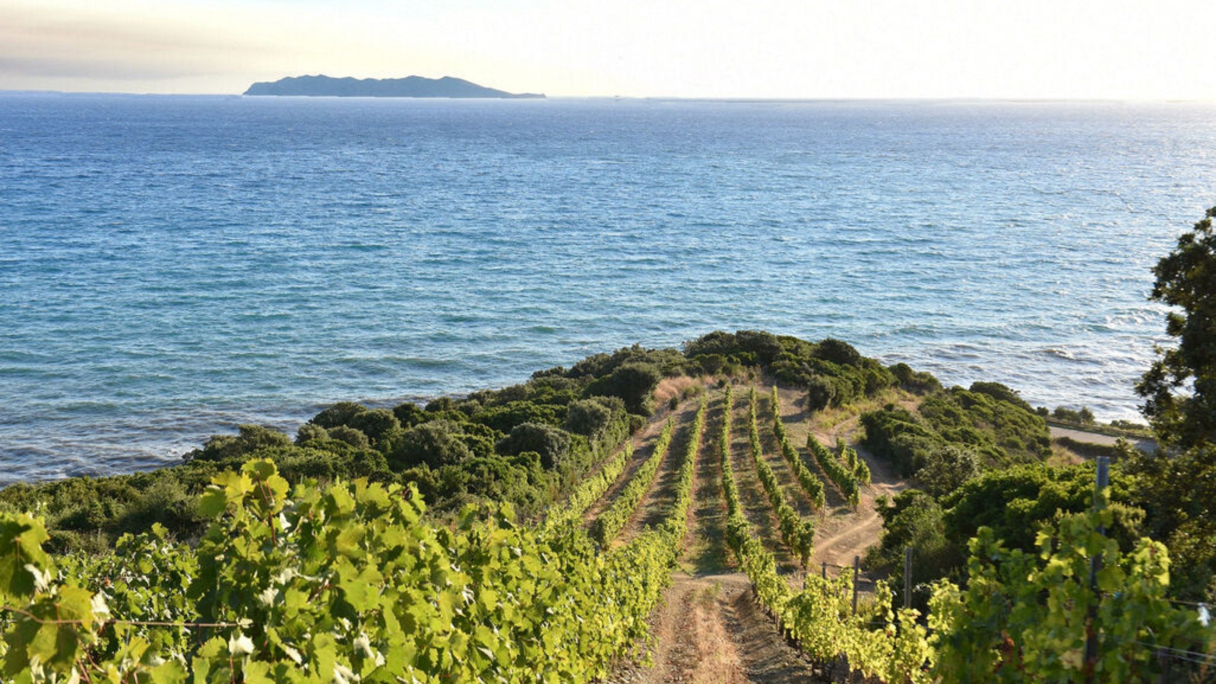 Coastal vineyard rows on Corsica running down to the deep blue Mediterranean, with an island on the horizon