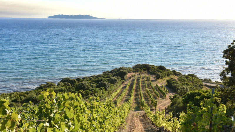 Coastal vineyard rows on Corsica running down to the deep blue Mediterranean, with an island on the horizon