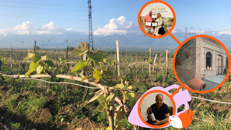 Collage of Georgian winemaking: a spring vineyard in Kakheti under the Caucasus, Yvo and Sophia of Sopho's Family Winery with their Georgia International Wine Award diplomas, their brick qvevri cellar, and Lado Robakidze of Ethno Wines holding a bottle