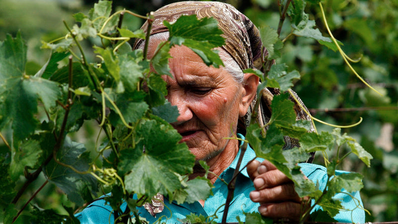 Elderly Georgian woman in a patterned headscarf tending vines, her face half hidden between the leaves
