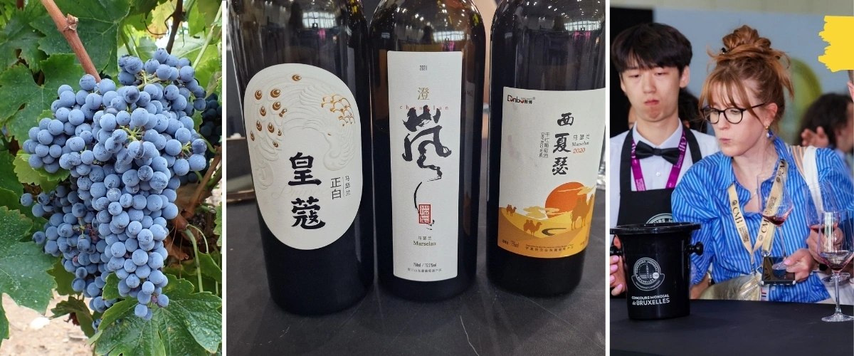 Why Marselan Might Be China’s Most Promising Red Grape