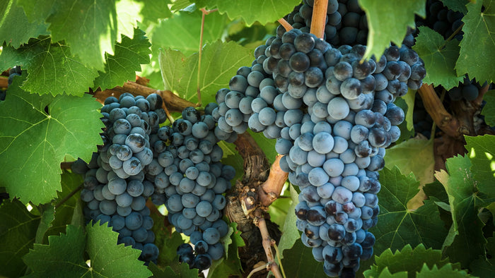 Frosted blue Monastrell grape clusters hanging between bright green leaves on a bush vine