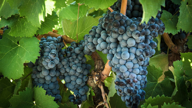 Frosted blue Monastrell grape clusters hanging between bright green leaves on a bush vine