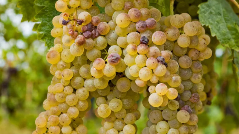 Golden ripe Pinot Blanc grape clusters hanging between the leaves on the vine, photo Getty Images