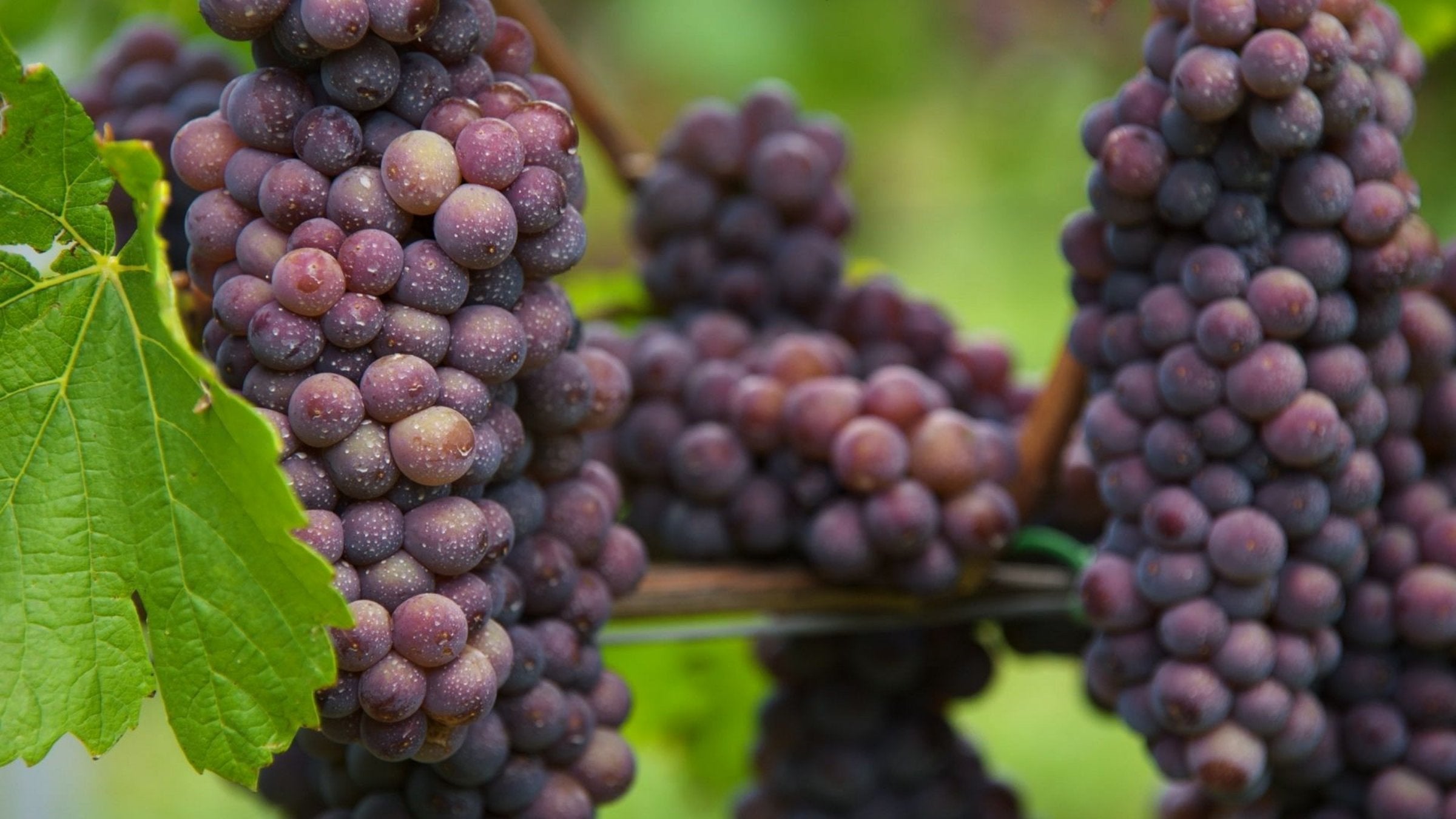 Dusty purple grey Pinot Gris grape clusters with morning droplets hanging on the vine