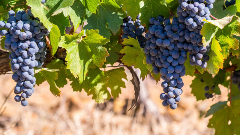 Dark blue Pinotage grape bunches hanging from bush vines above dry straw coloured ground, photo Shutterstock, Magdalena Paluchowska