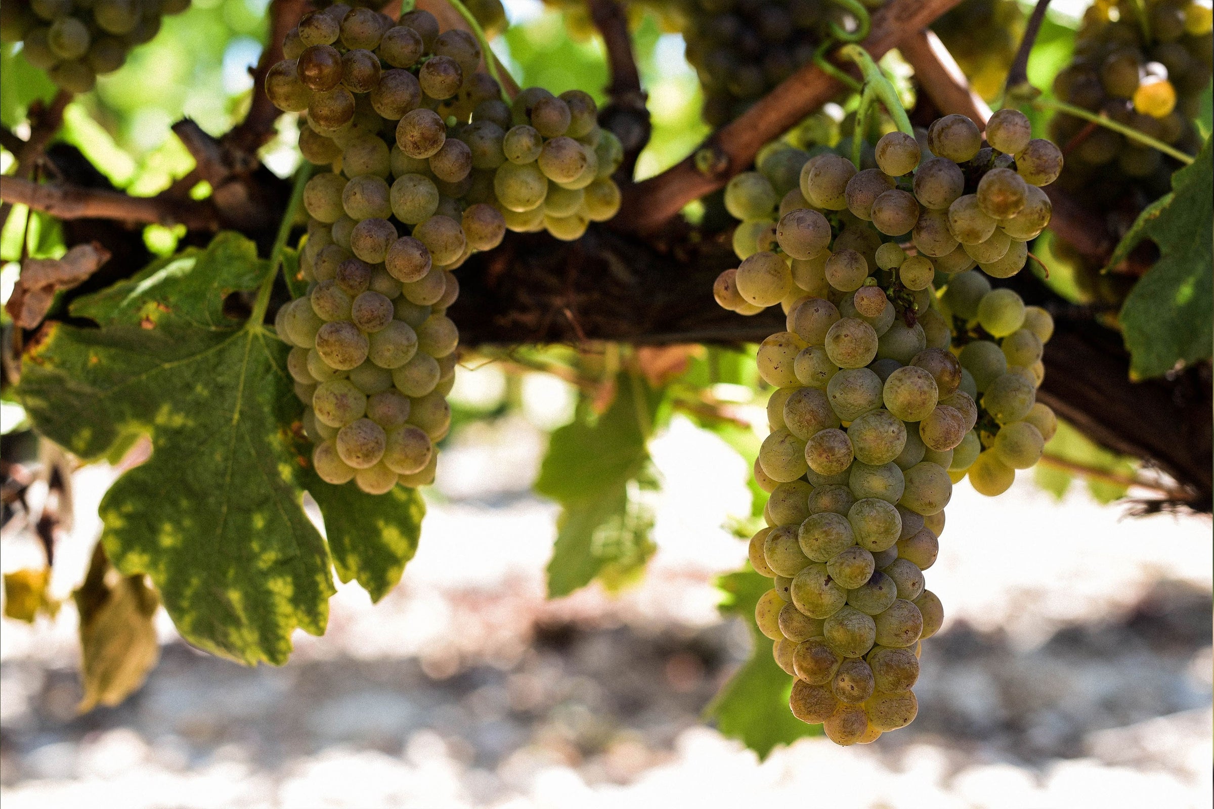 Golden Roussanne grape bunches with their russet tinged skins hanging under the vine canopy above stony pale soil, photo Vacqueras AOC