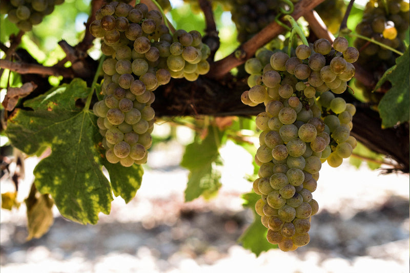 Golden Roussanne grape bunches with their russet tinged skins hanging under the vine canopy above stony pale soil, photo Vacqueras AOC