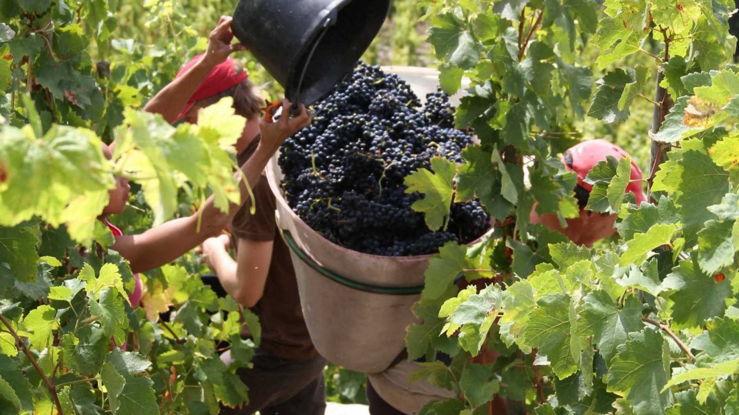 Harvest workers pouring buckets of dark Syrah grapes into a bin between the vines, photo Cave de Tain, Rhône