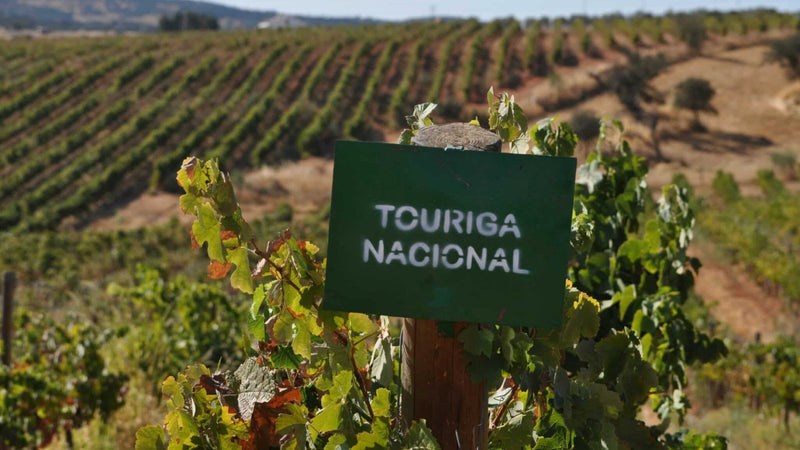 Green Touriga Nacional sign on a wooden post above vines, with sunburnt terraced vineyard hills behind in Portugal