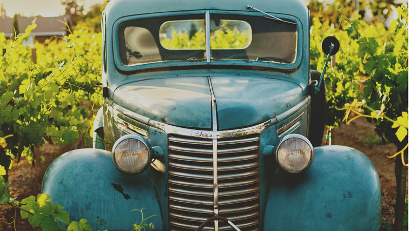 Vintage blue Chevrolet truck parked between bright green vine rows in a sunlit vineyard